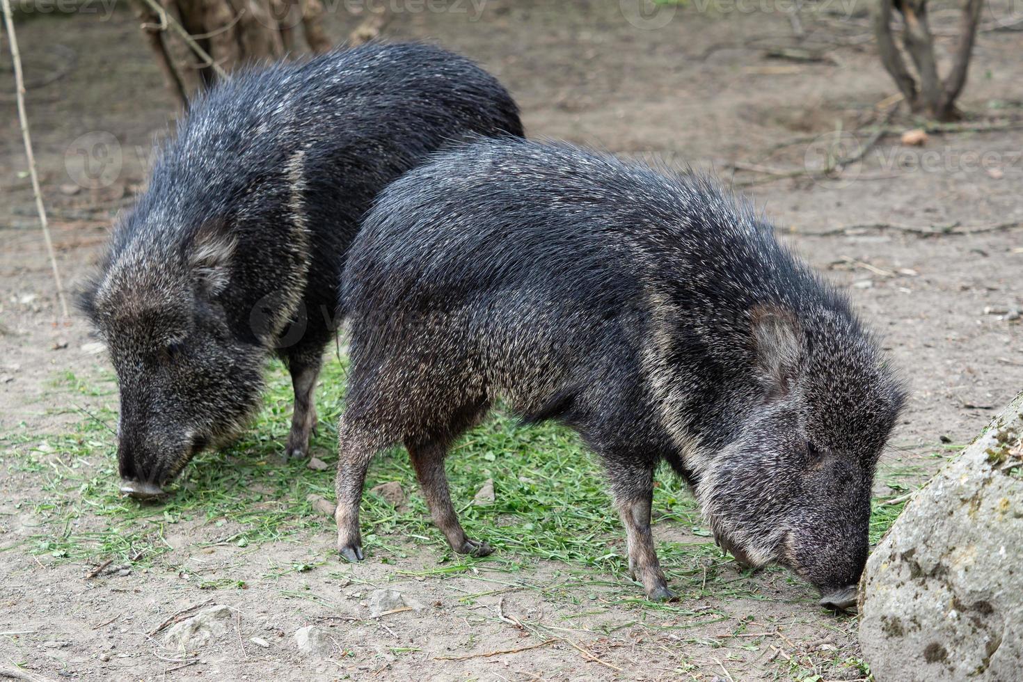 Chacoan peccary Catagonus wagneri eats grass photo