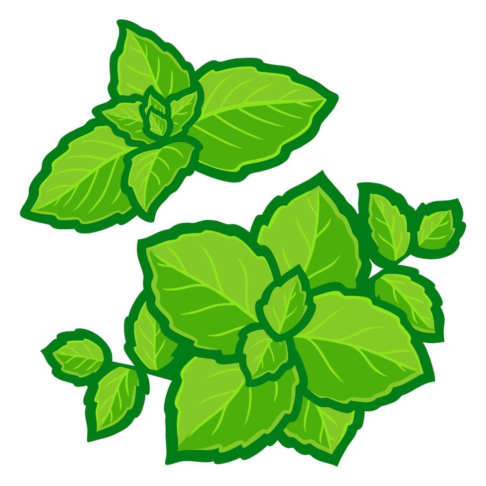 Mint leaves vector illustration