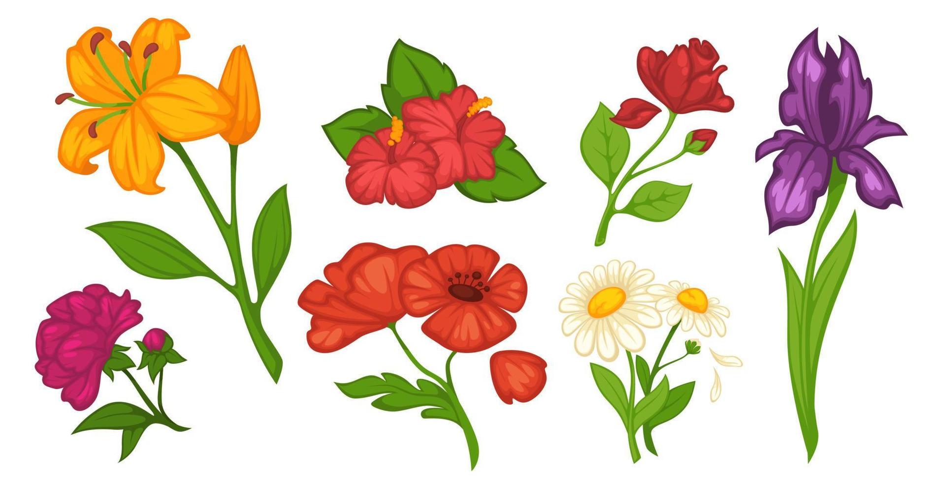Flowers in blossom, lily and iris chamomile vector