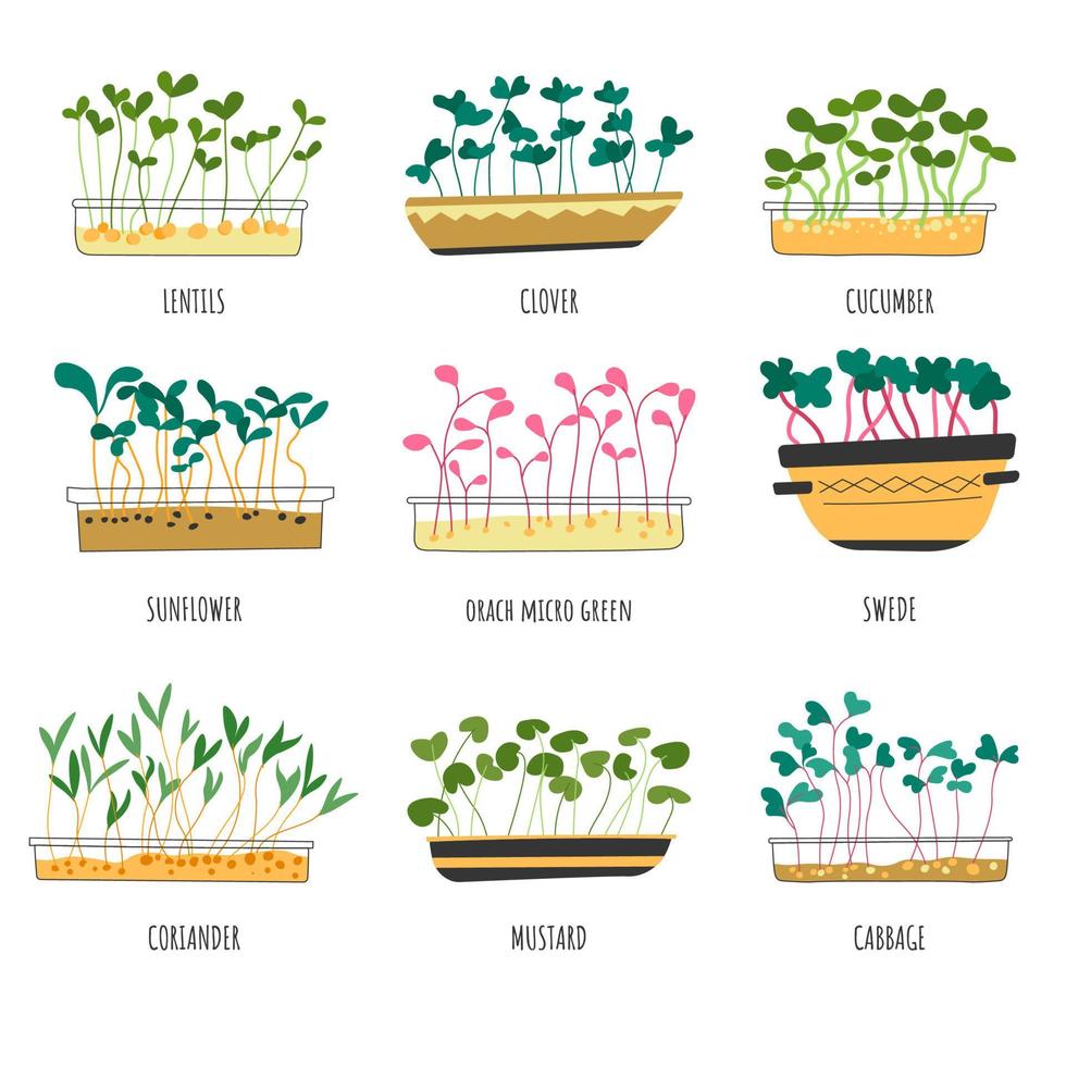 Microgreen types, lentils and cabbage sprouts vector