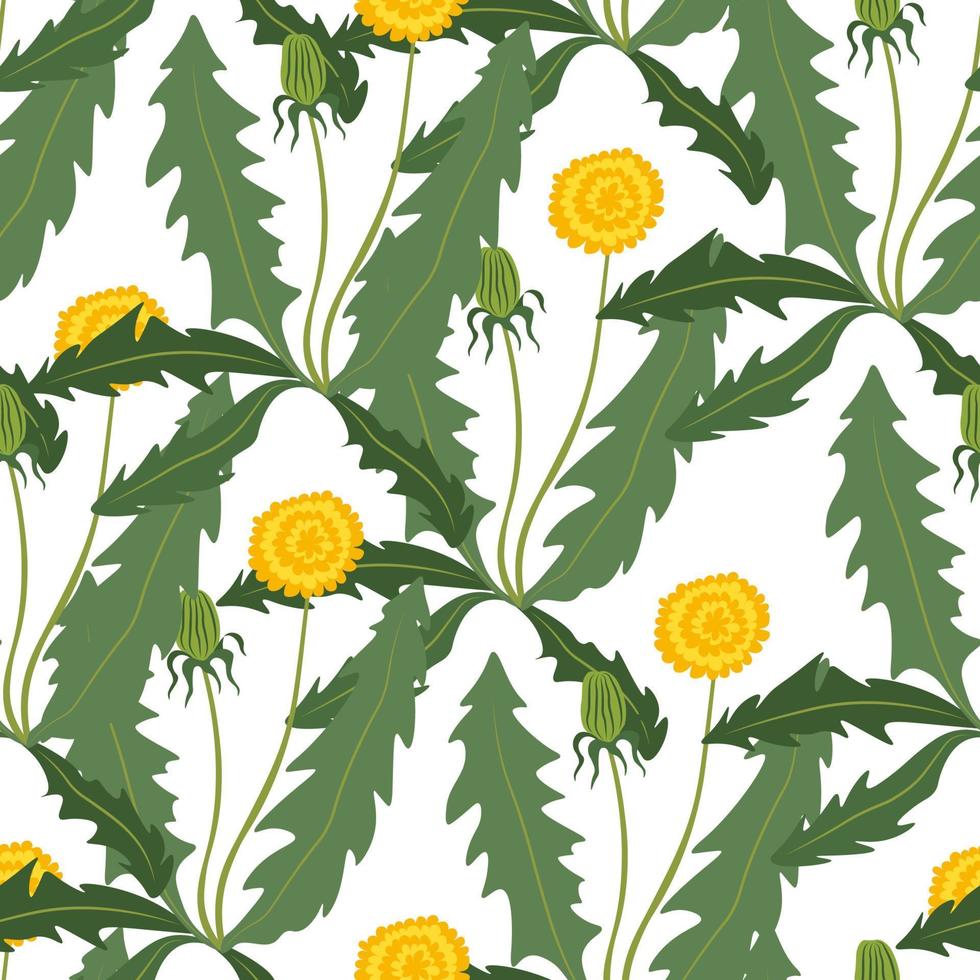 Blooming dandelions in summer, flora and botany vector