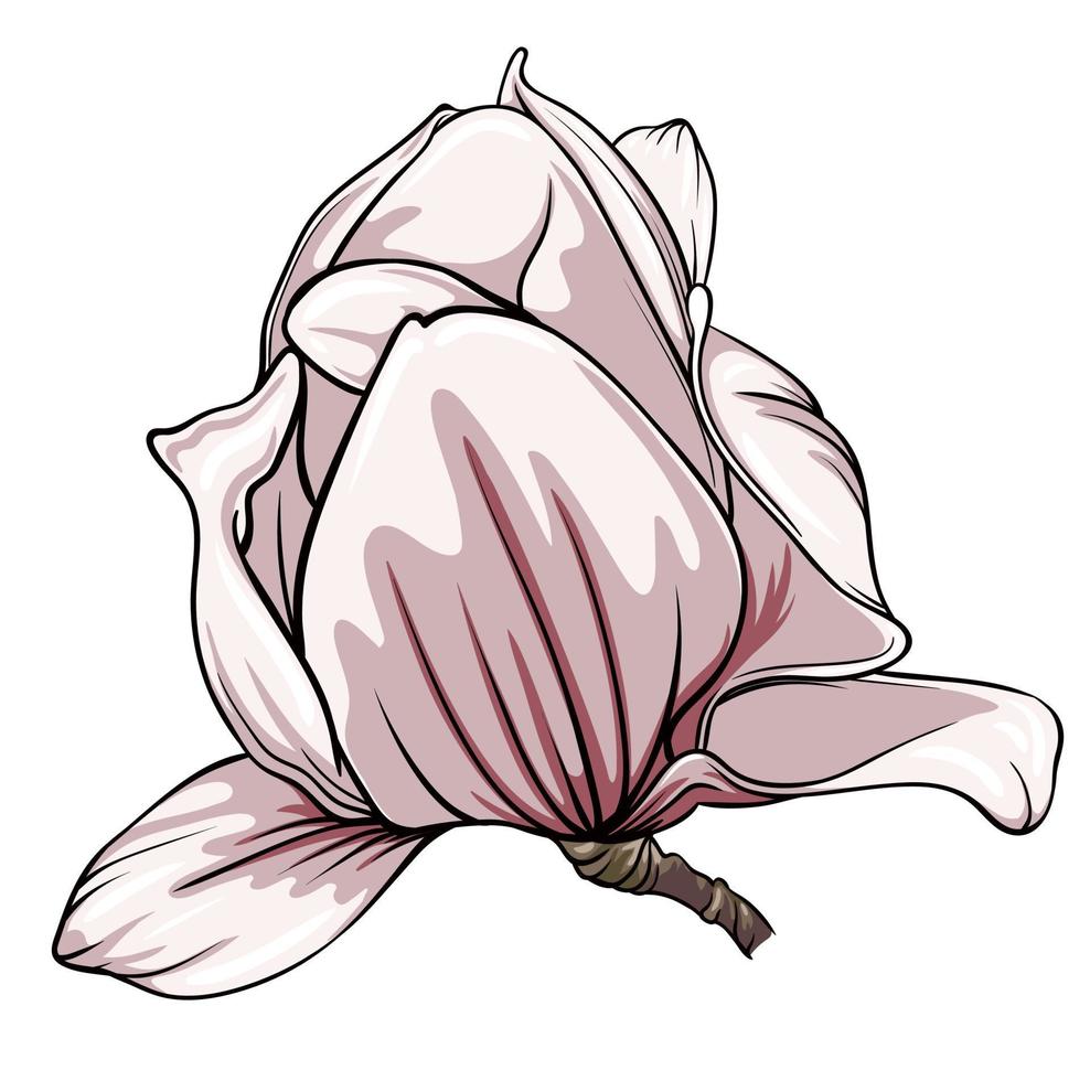 magnolia flower on white background, vector illustration