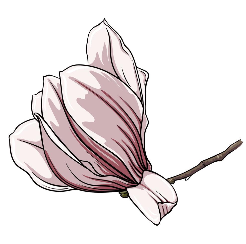 branch of magnolia flowers on white background, vector illustration