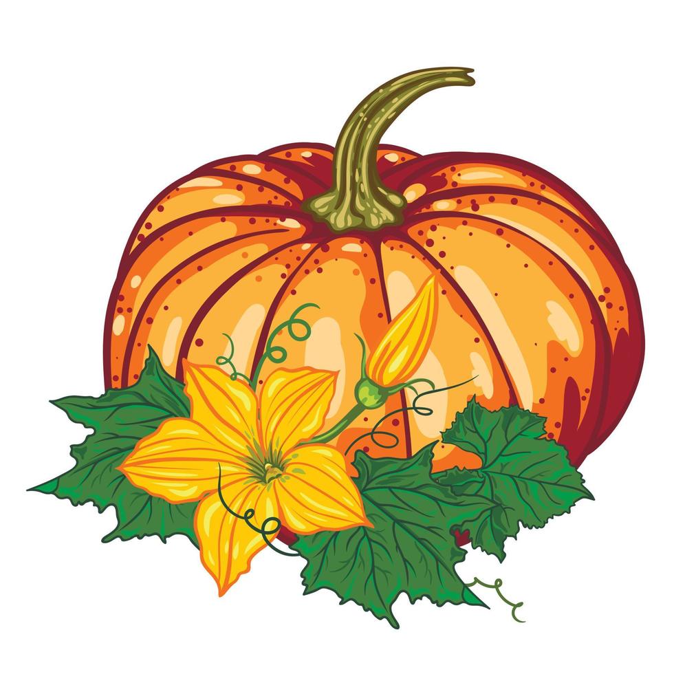 orange pumpkin with green leaves and yellow flowers isolated on white background. autumn composition vector