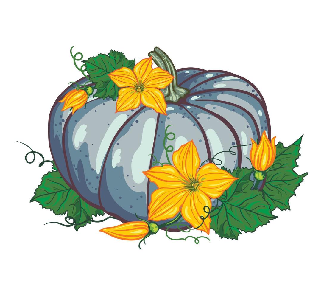 calabaza azul con hojas verdes y flores amarillas sobre un fondo blanco. composición de otoño. Víspera de Todos los Santos. ilustración vectorial botánica vector