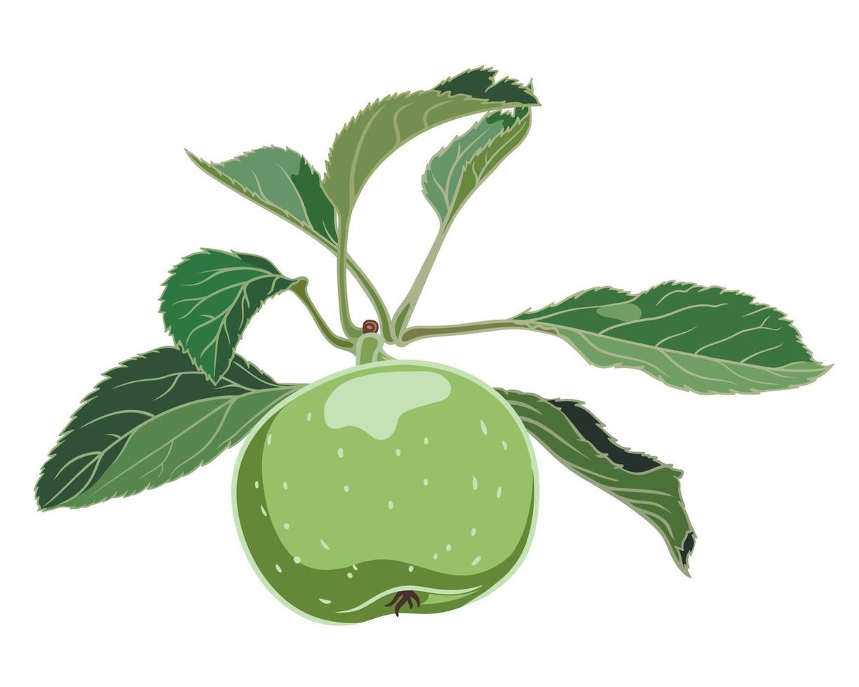 manzana verde en una rama con hojas sobre un fondo blanco, ilustración botánica vector