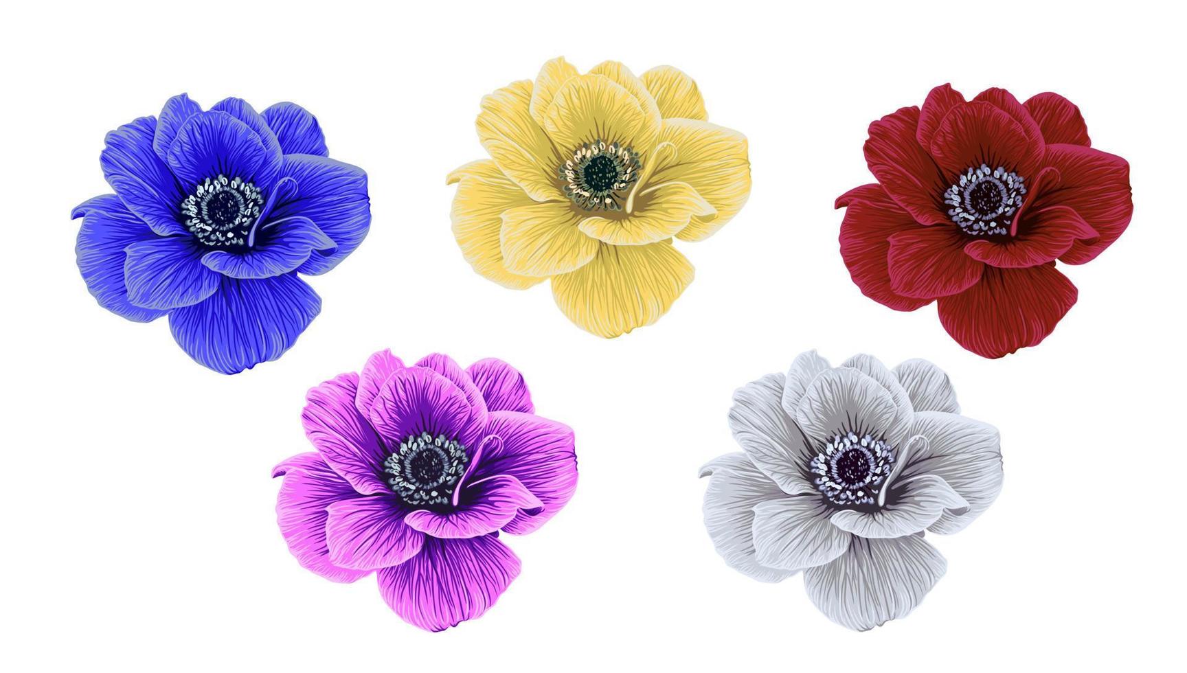 vector set of multicolored realistic anemones. flower illustration