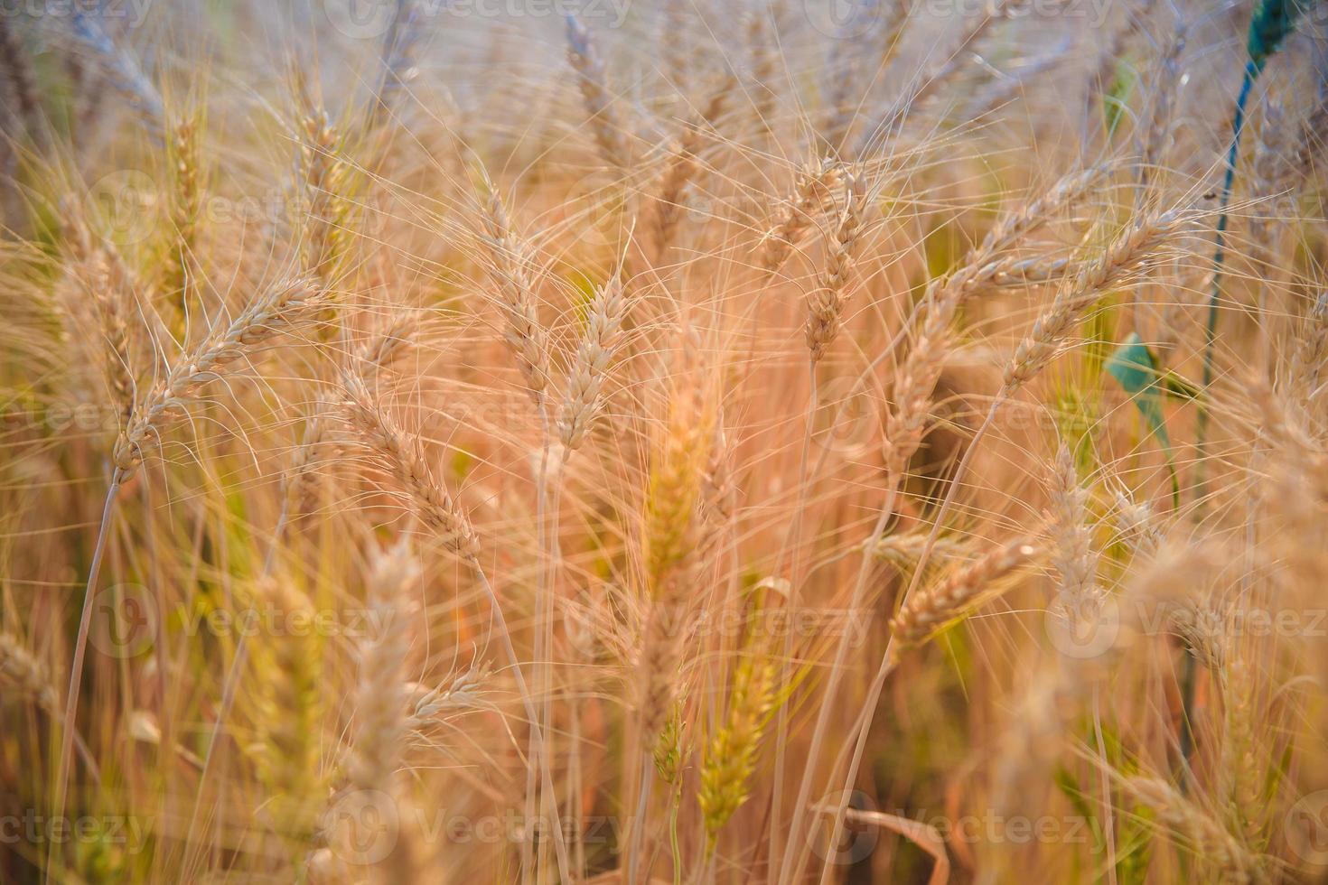 Ripe barley on the field in early summer and sunny day photo