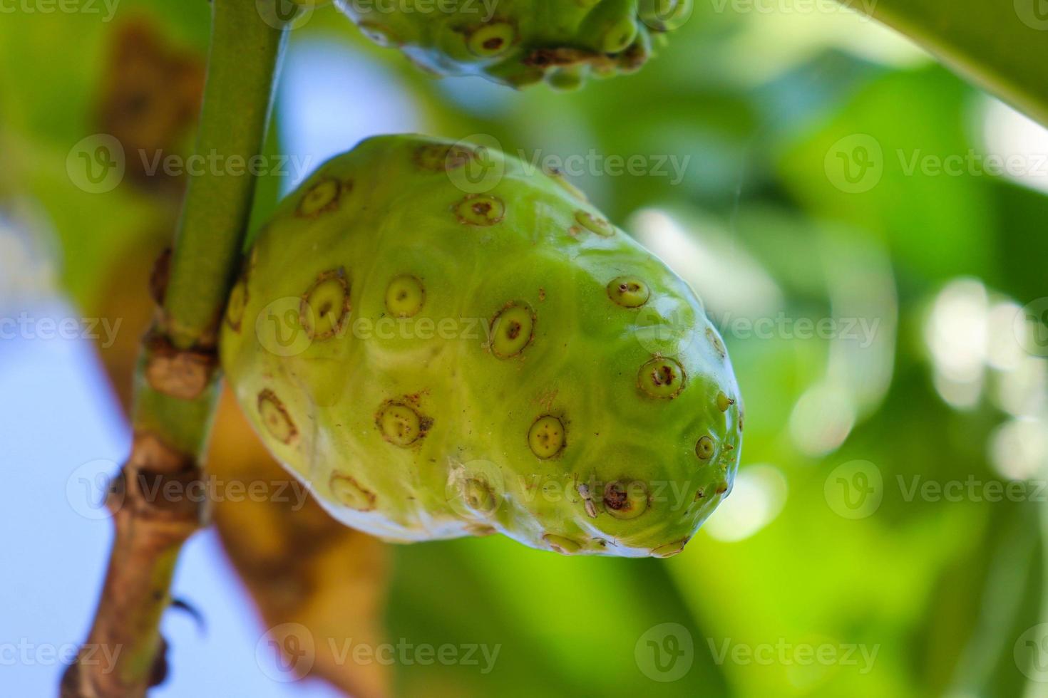 Buah Mengkudu or Noni fruit Morinda citrifoliaa. It is also known as big noni, photo