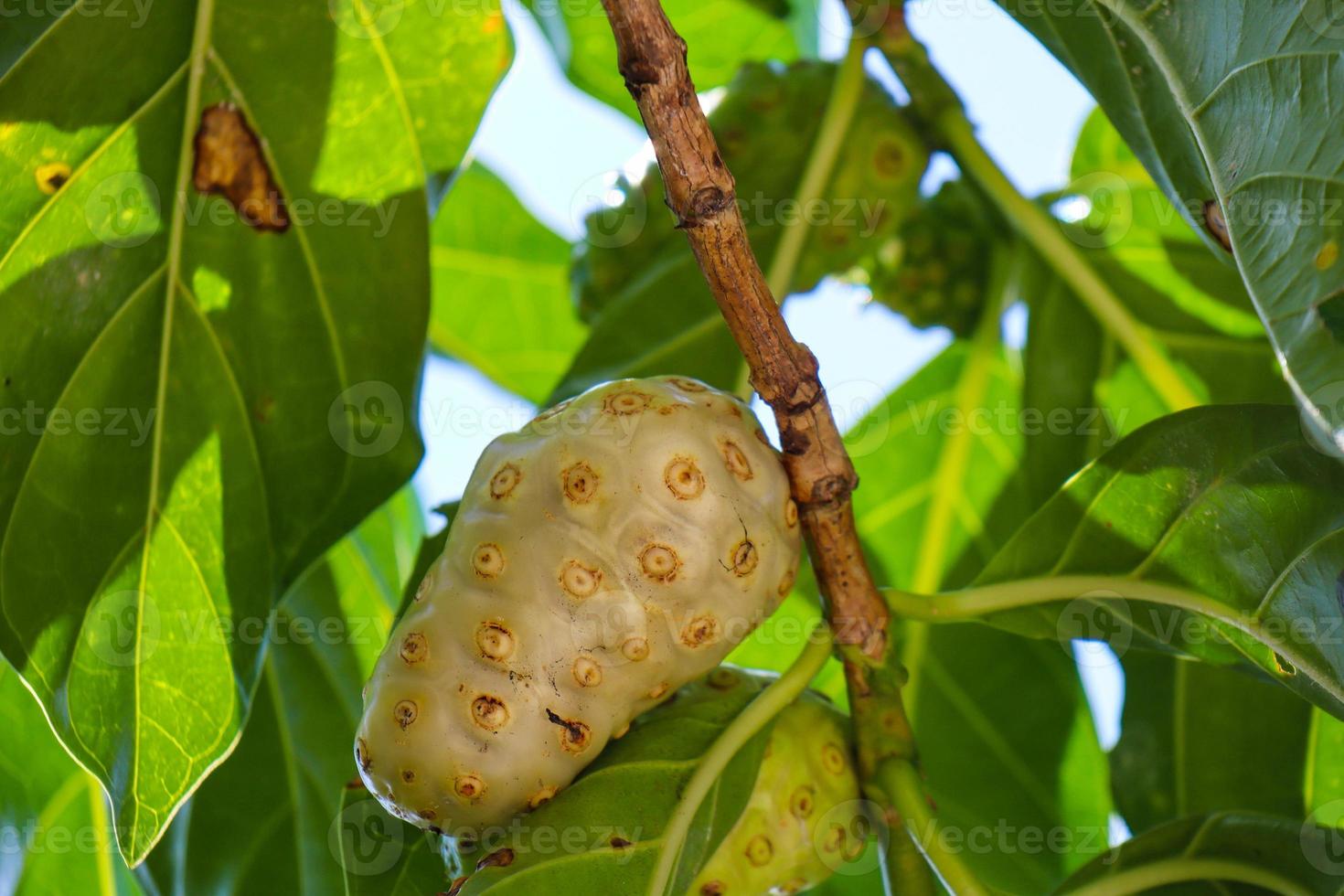 Buah Mengkudu or Noni fruit Morinda citrifolia. It is also known as big nonii photo