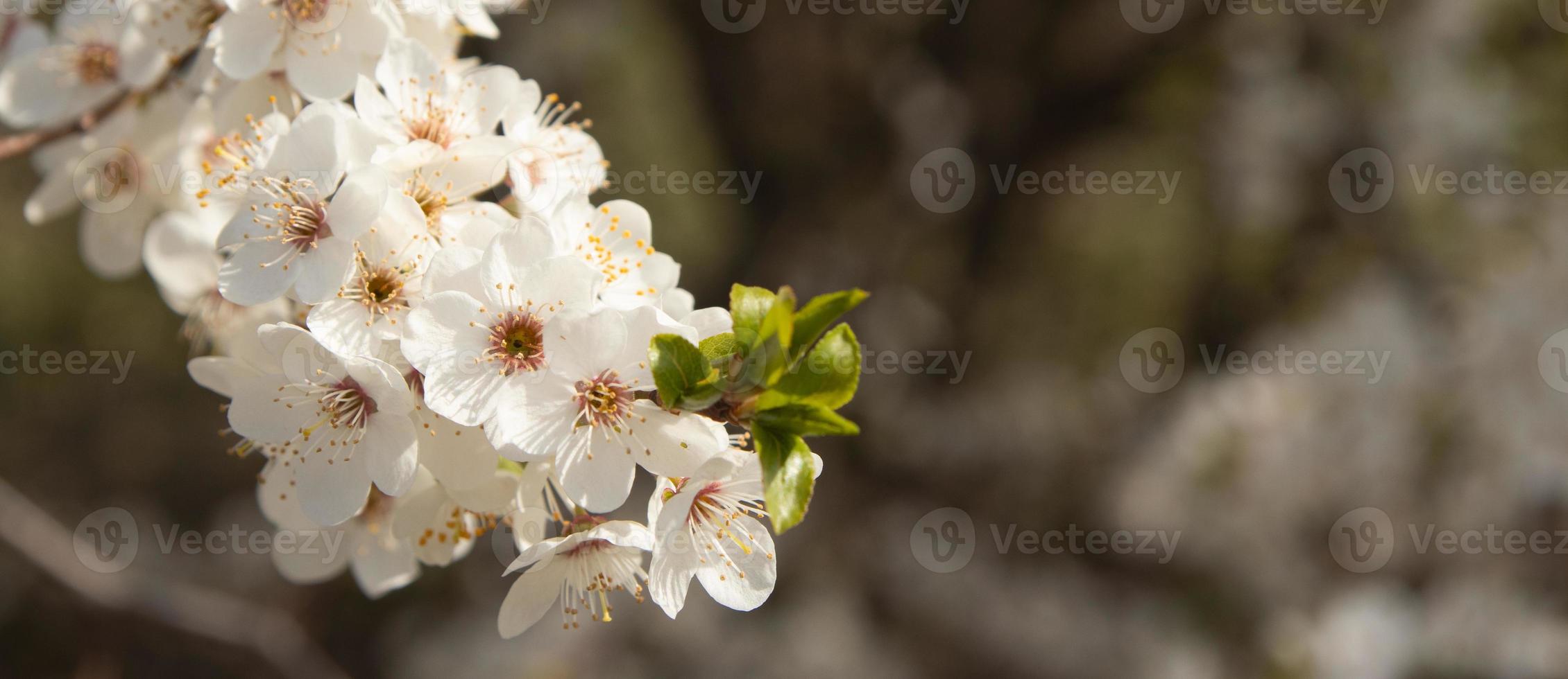 Spring bloom white flowers. Cherry blossom twigs photo