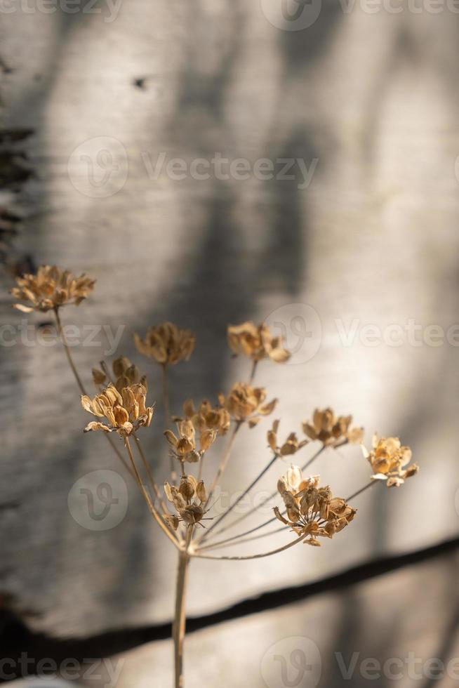 Dry plant with seed close-up. Beige color nature background photo