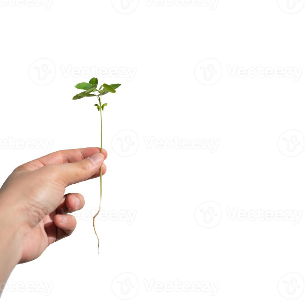 Sapling with root is hold on the man hand on white background., Clipping Paths. photo