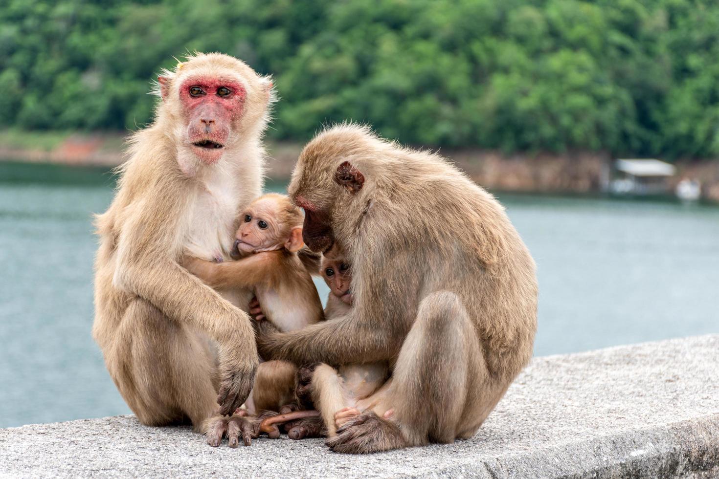 los padres monos, las madres monos y los monos bebés viven juntos como una familia. foto