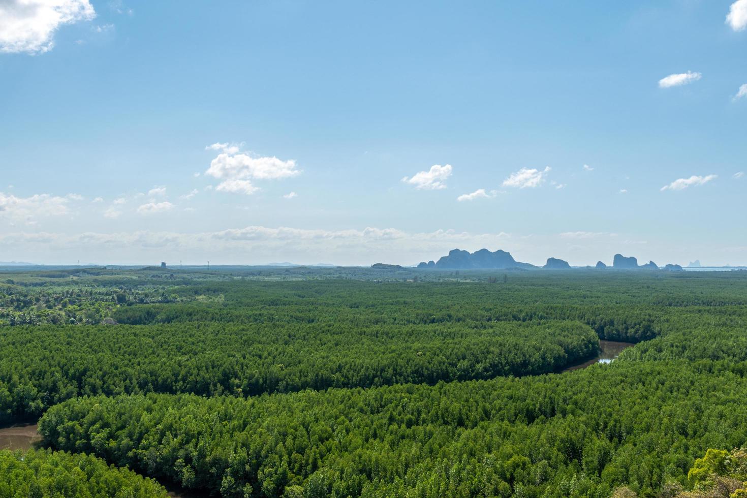 vista de ángulo alto del sinuoso bosque de manglares foto