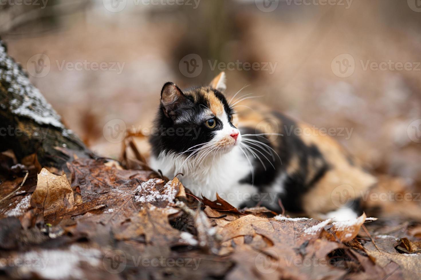 gato de tres colores al aire libre en el parque en hojas en clima frío. foto