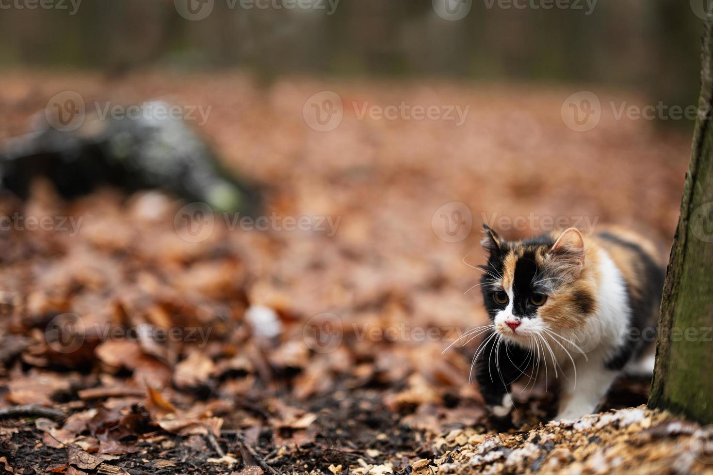 Three color cat outdoor at park in leaves at cold weather. photo