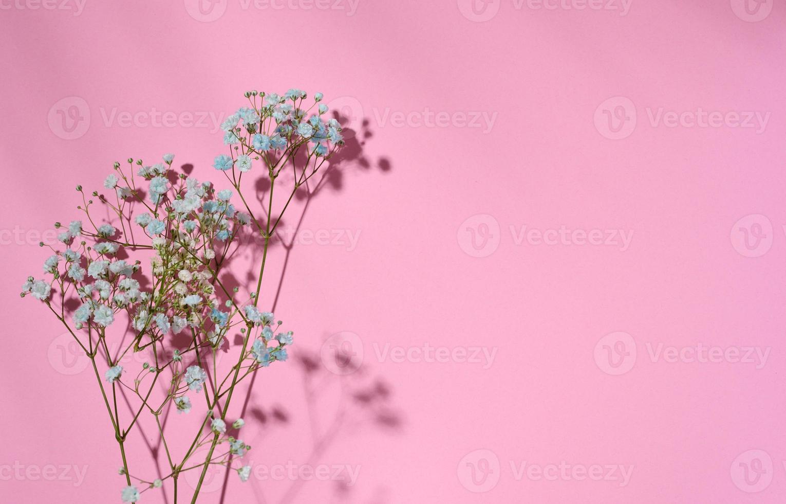 Gypsophilia branch with blue flowers on a pink background, top view. photo