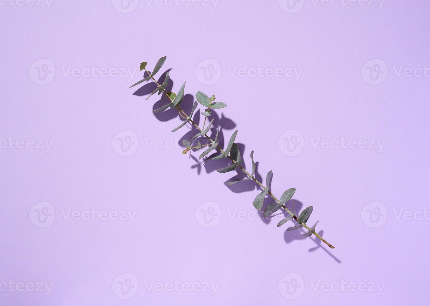 Eucalyptus branch with green leaves on purple background, top view photo