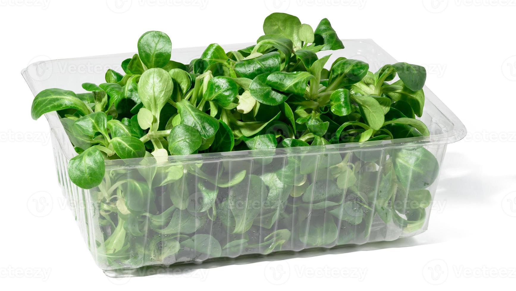 Fresh lettuce leaves  mung bean in a transparent plastic container on a white isolated background photo