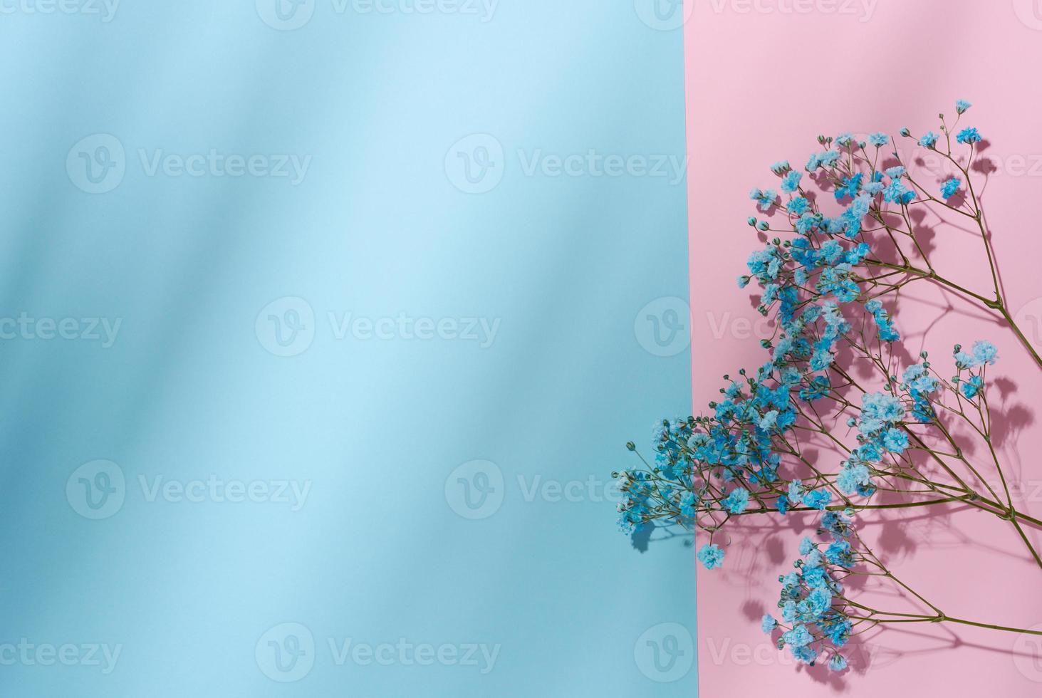 Gypsophilia branch with blue flowers on a blue background, top view photo