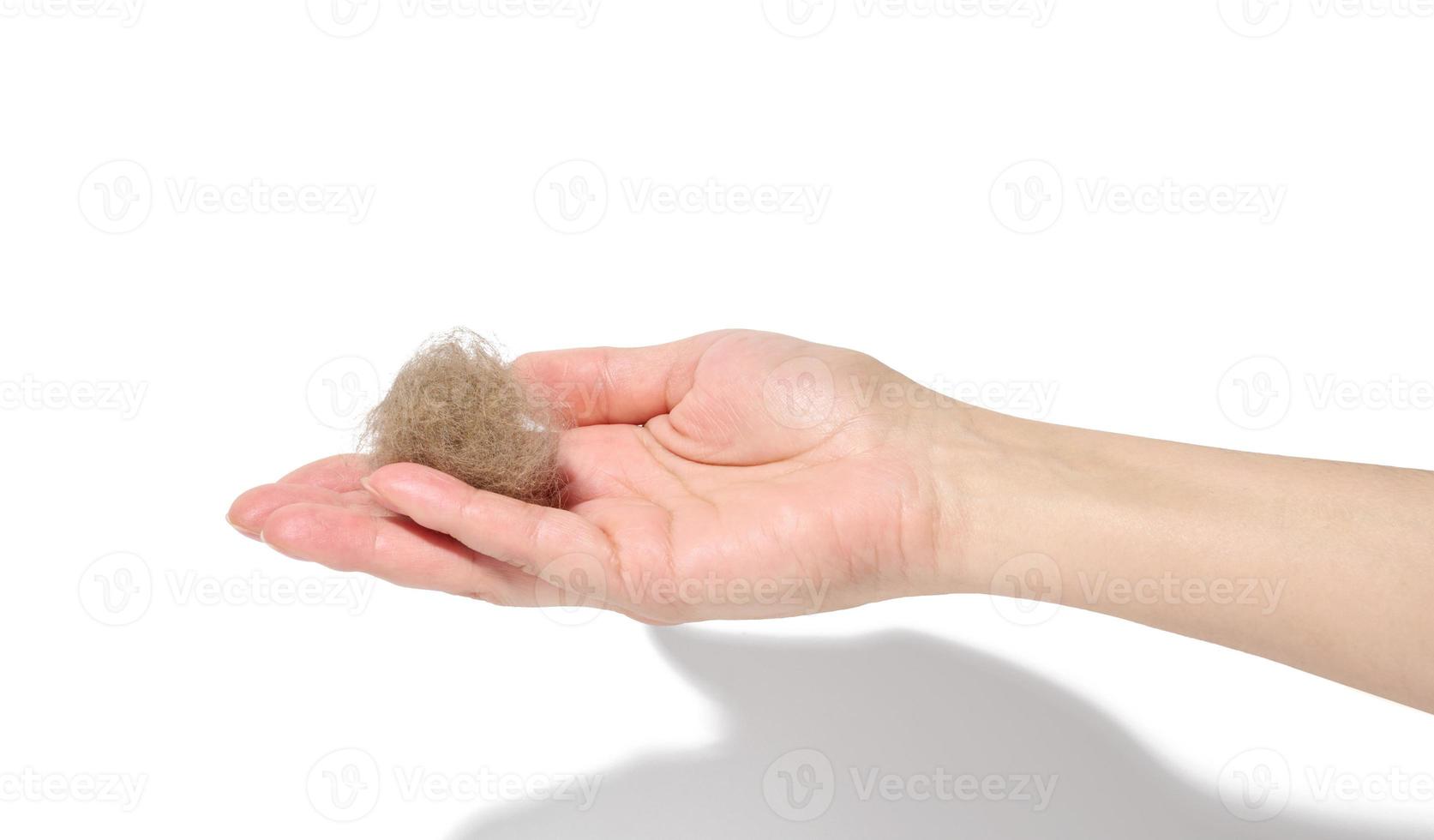 A woman's hand holds a tuft of gray cat hair on a white isolated background photo