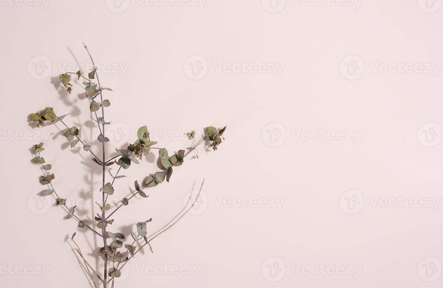 Eucalyptus branch on a beige background, top view photo