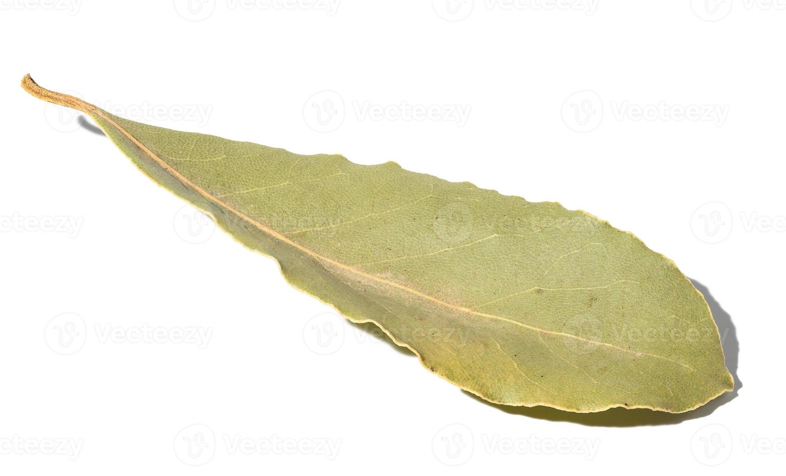 hoja de laurel seca sobre un fondo blanco aislado foto