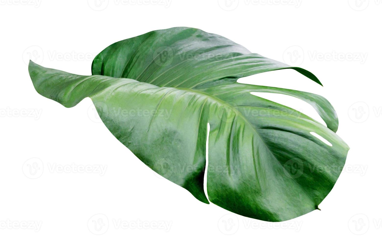 Green leaves pattern,leaf monstera isolated on white background,include clipping path photo