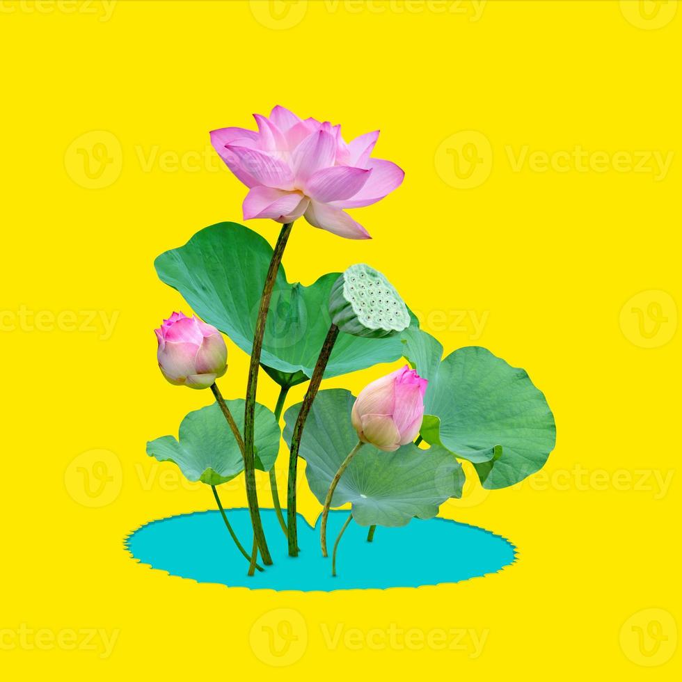 hermoso patrón de lirio de agua rosa violeta para el concepto de naturaleza, flor de loto y hojas verdes en estanque aislado sobre fondo amarillo foto