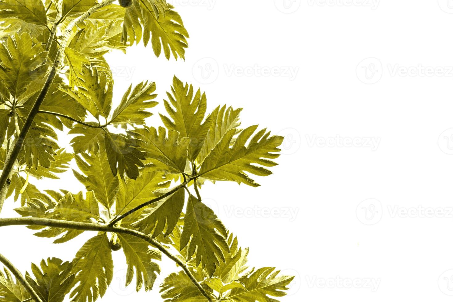 green breadfruit tree pattern are made golden for nature concept,tropical leaf with copy space isolated on white background photo