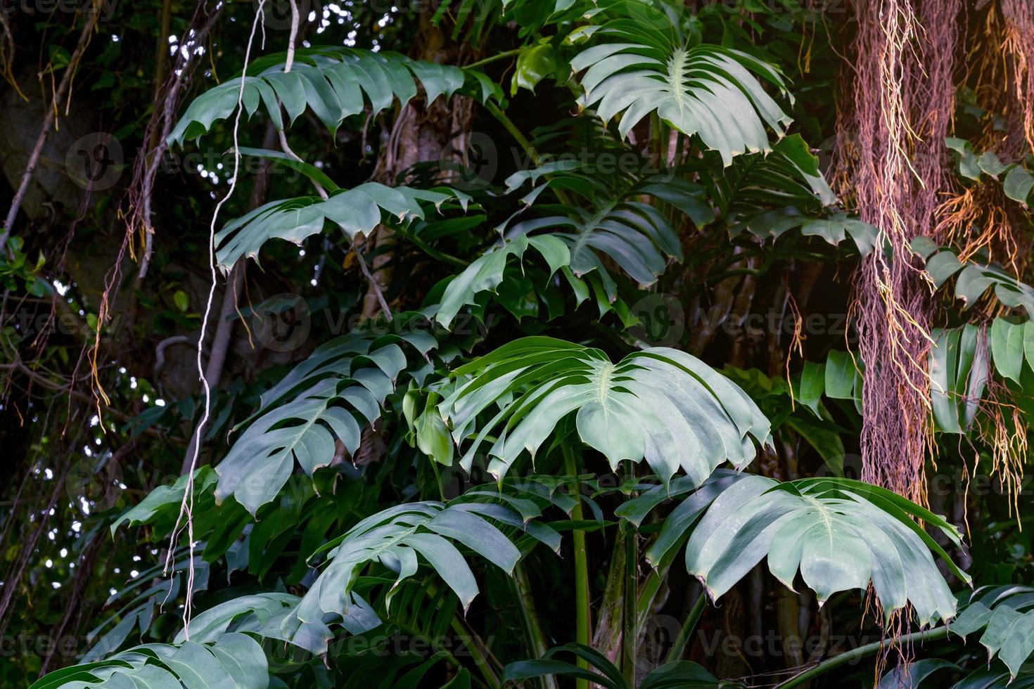 Green leaves pattern,leaf monstera in the forest for nature background photo