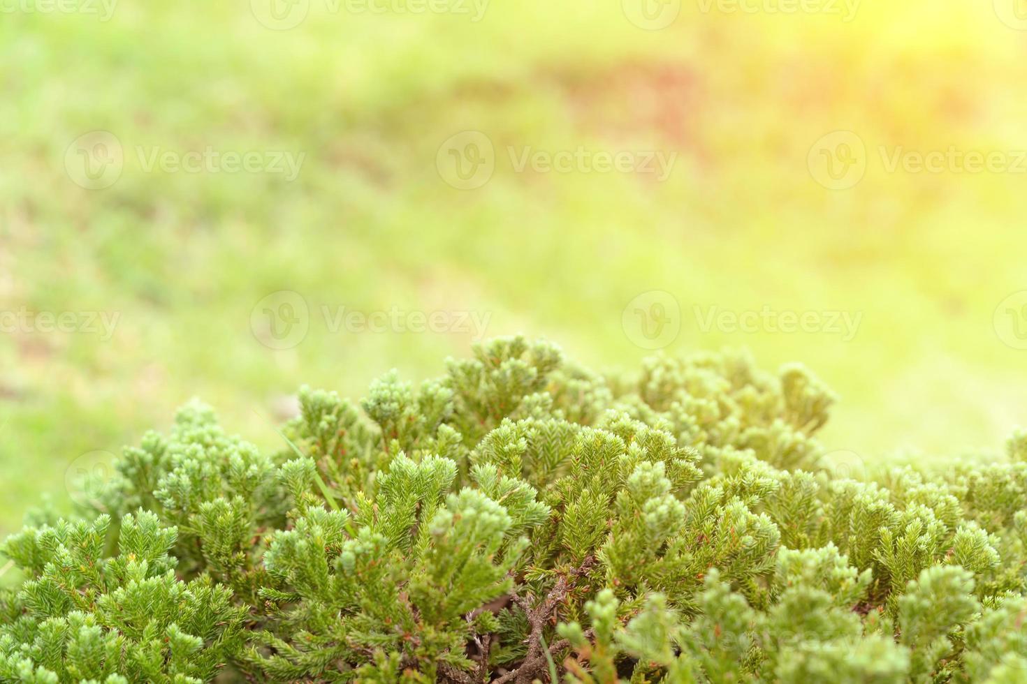 patrón de hojas verdes para el concepto de temporada de verano o primavera, textura de desenfoque de hojas, fondo natural foto