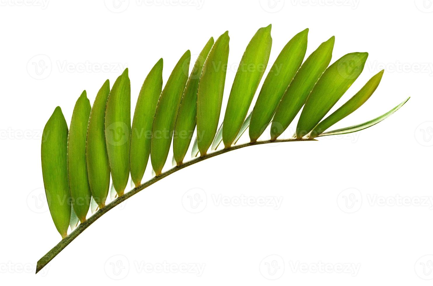 Green leaves pattern,leaf tree isolated on white background,include clipping path photo