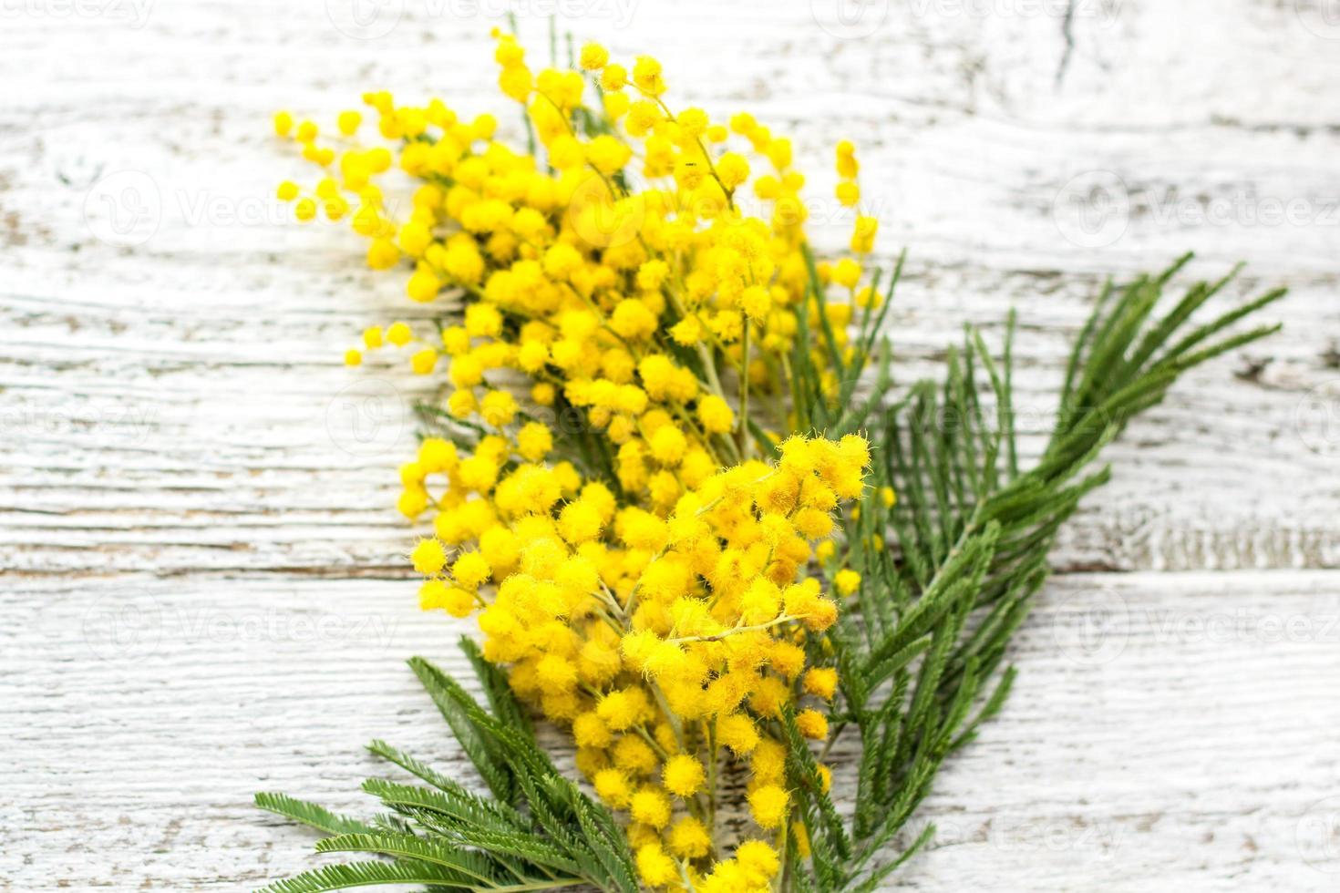 Branch of yellow spring flowers mimosa on white wooden background with copyspace photo