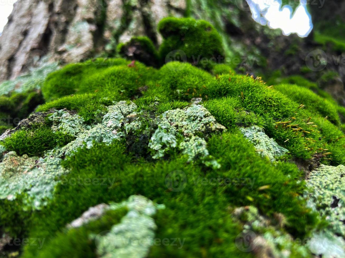 cubierta de musgo sobre fondo de corteza de árbol. textura de musgo de primer plano en la superficie del árbol. foto