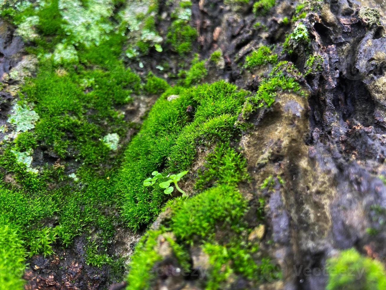 Moss cover on tree bark background. Close-up moss texture on tree surface. photo