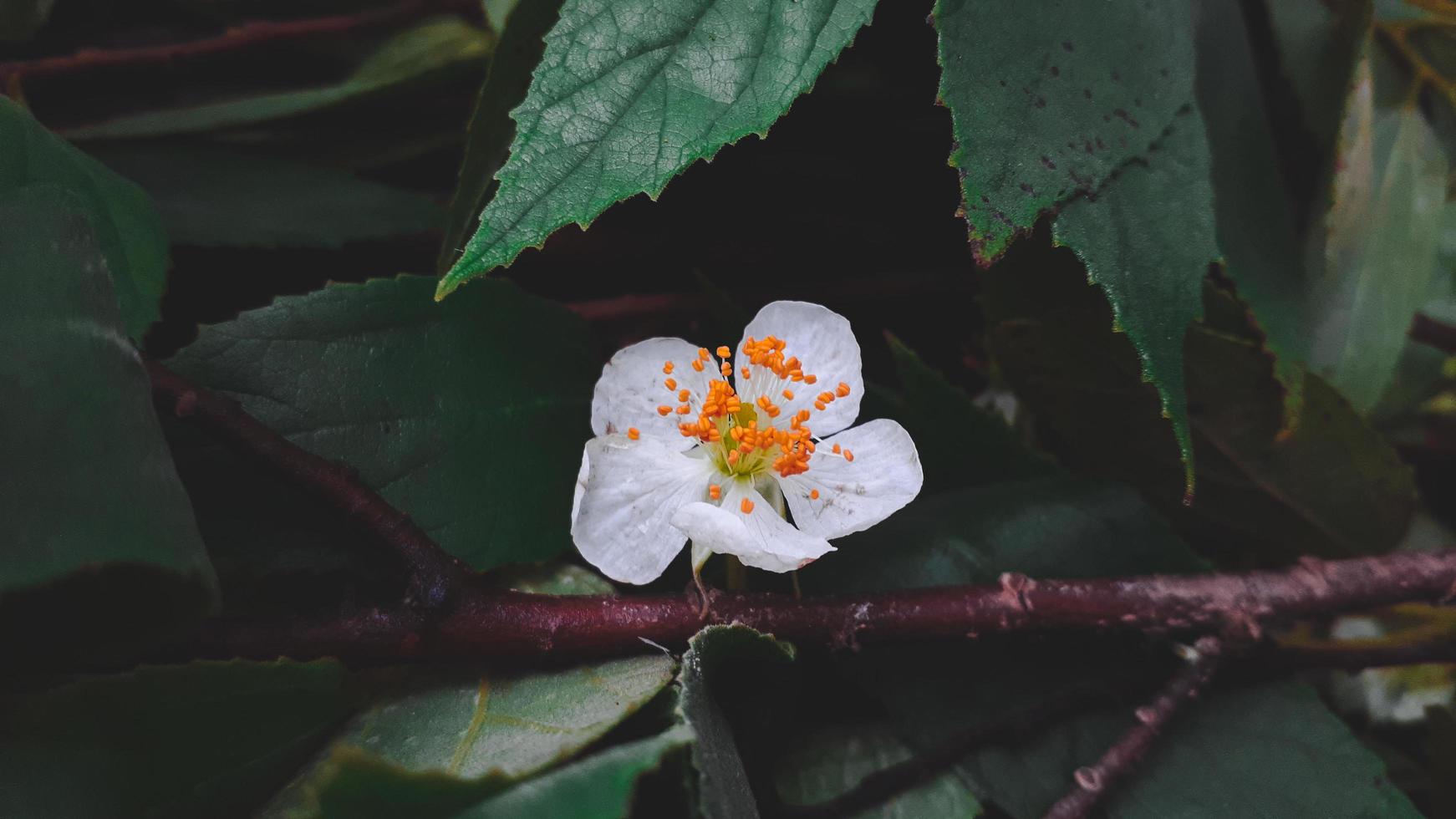 White beautiful flower of kersen tree, or muntingia calabura flower. photo