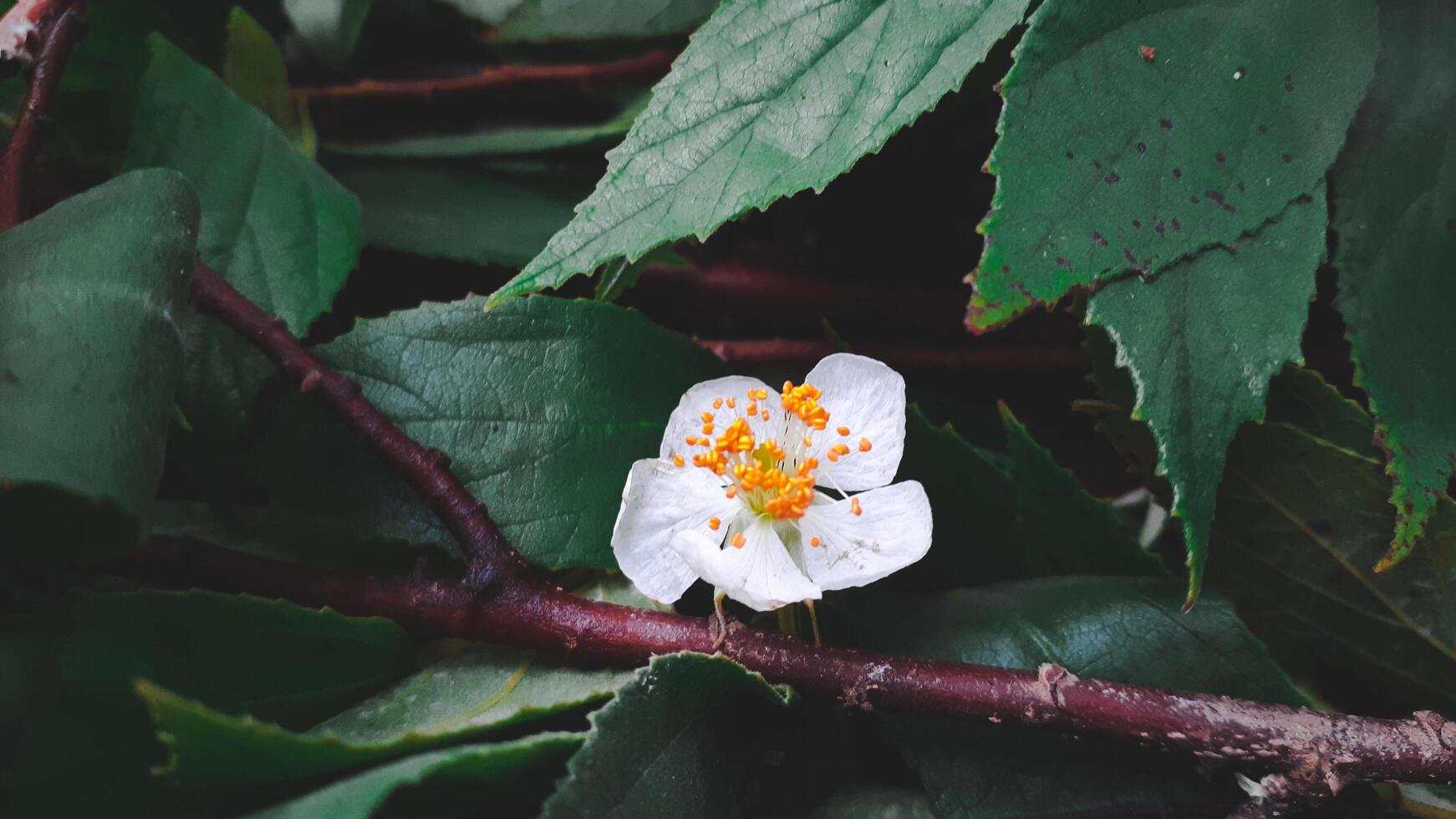 White beautiful flower of kersen tree, or muntingia calabura flower. photo