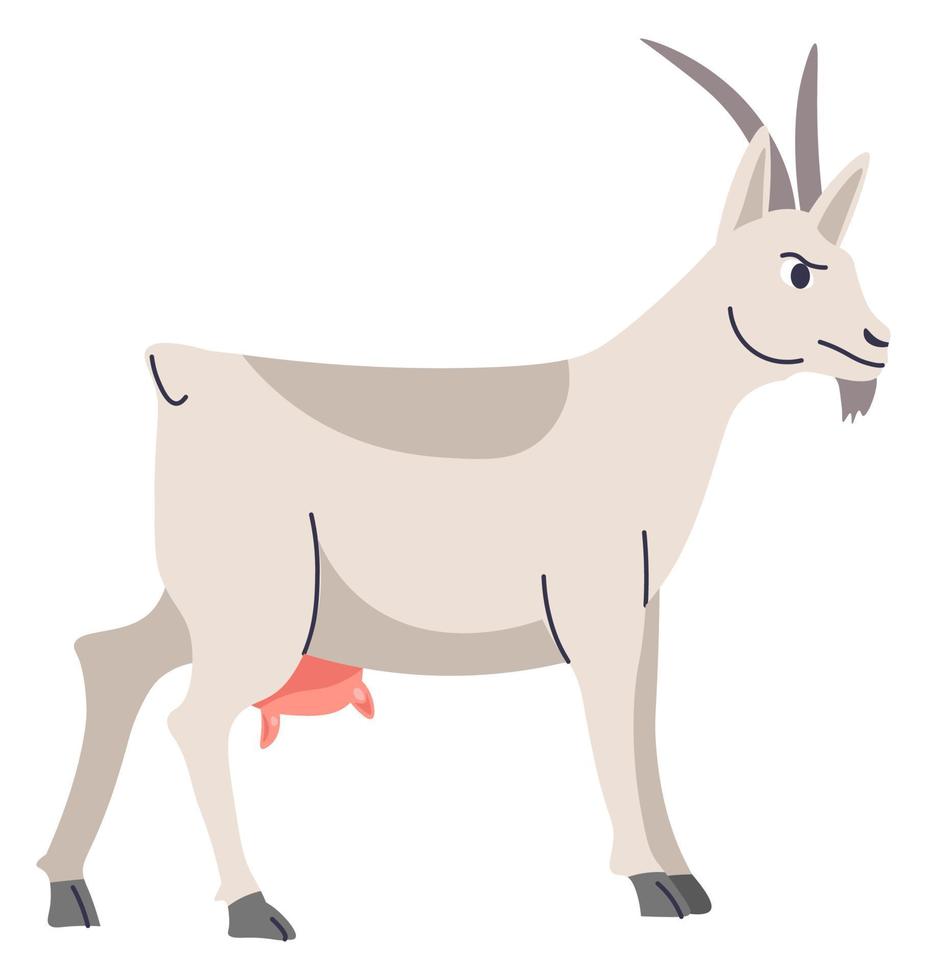 Grown goat, breeding and farming animals vector