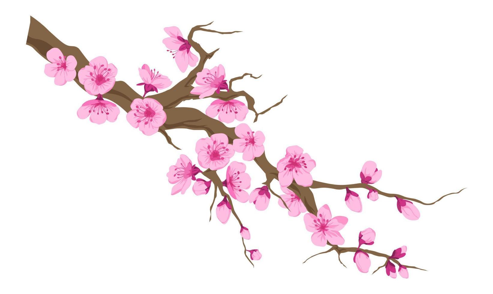 rama de cerezo con flores florecientes vector