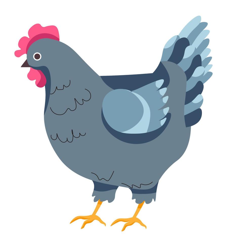 Hen chicken, breeding and growth on farm vector