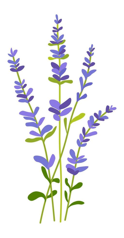 Lavender flower in blossom, blooming spring flora vector