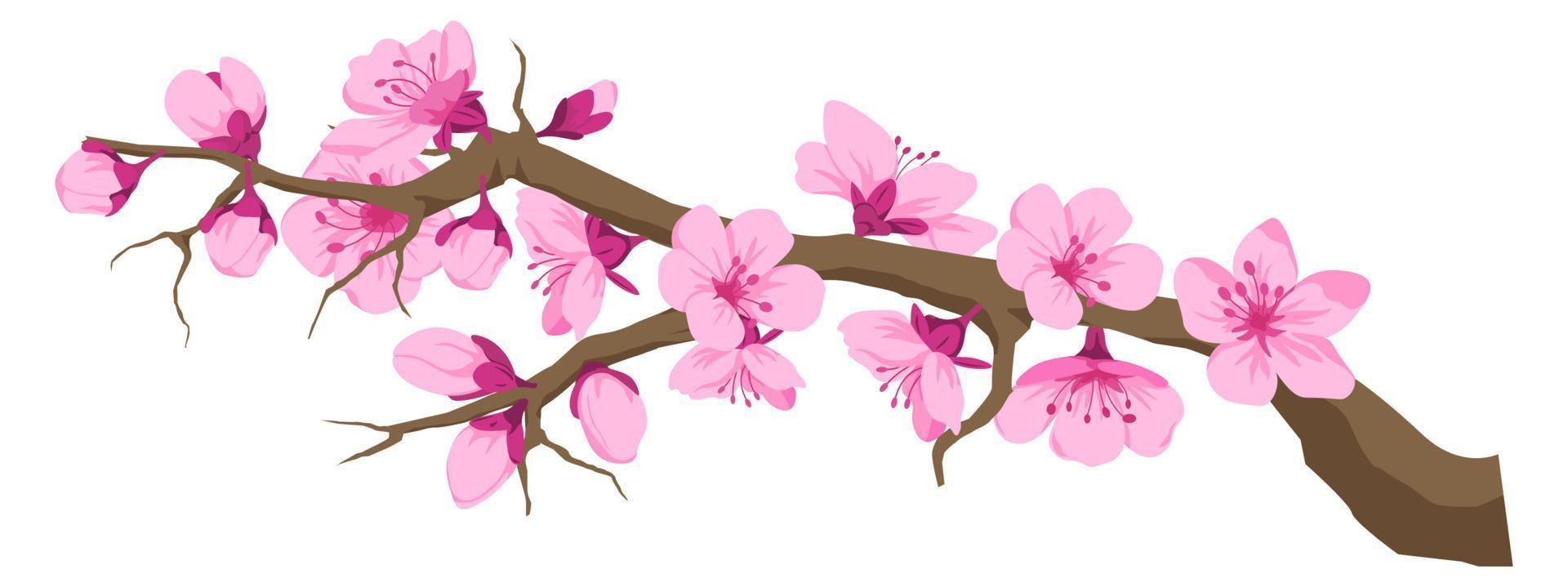 Twig with cherry blossom, sakura flowers on branch vector