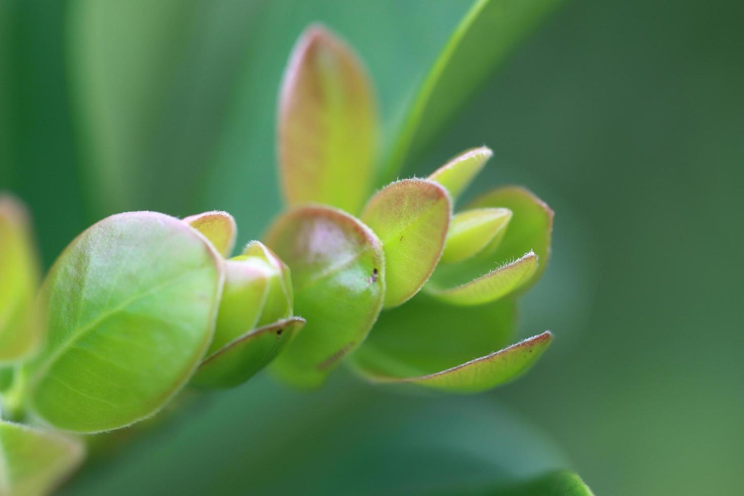 Dark green leaves tree with flower bud in backyard photo