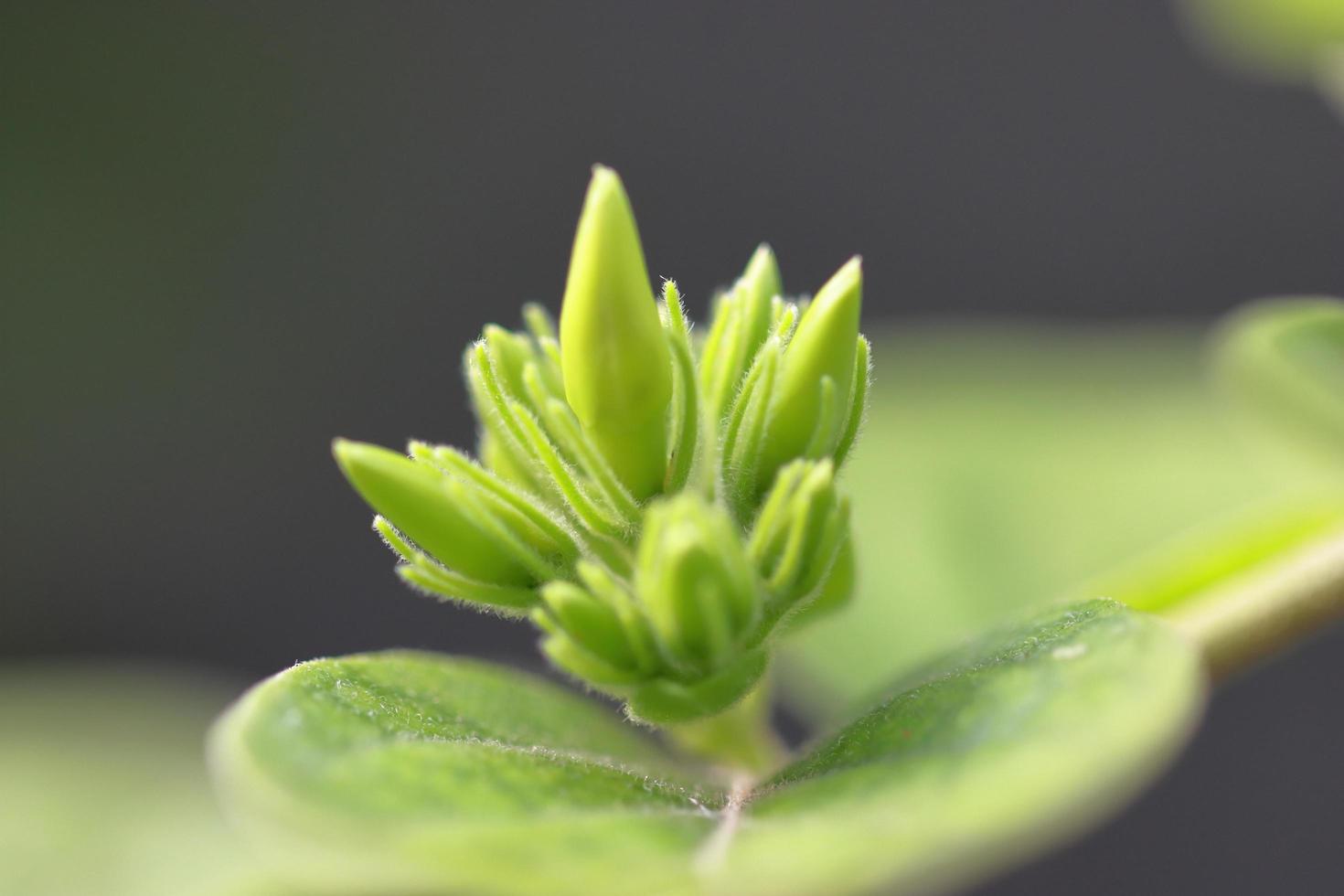 Dark green leaves tree with flower bud in backyard photo