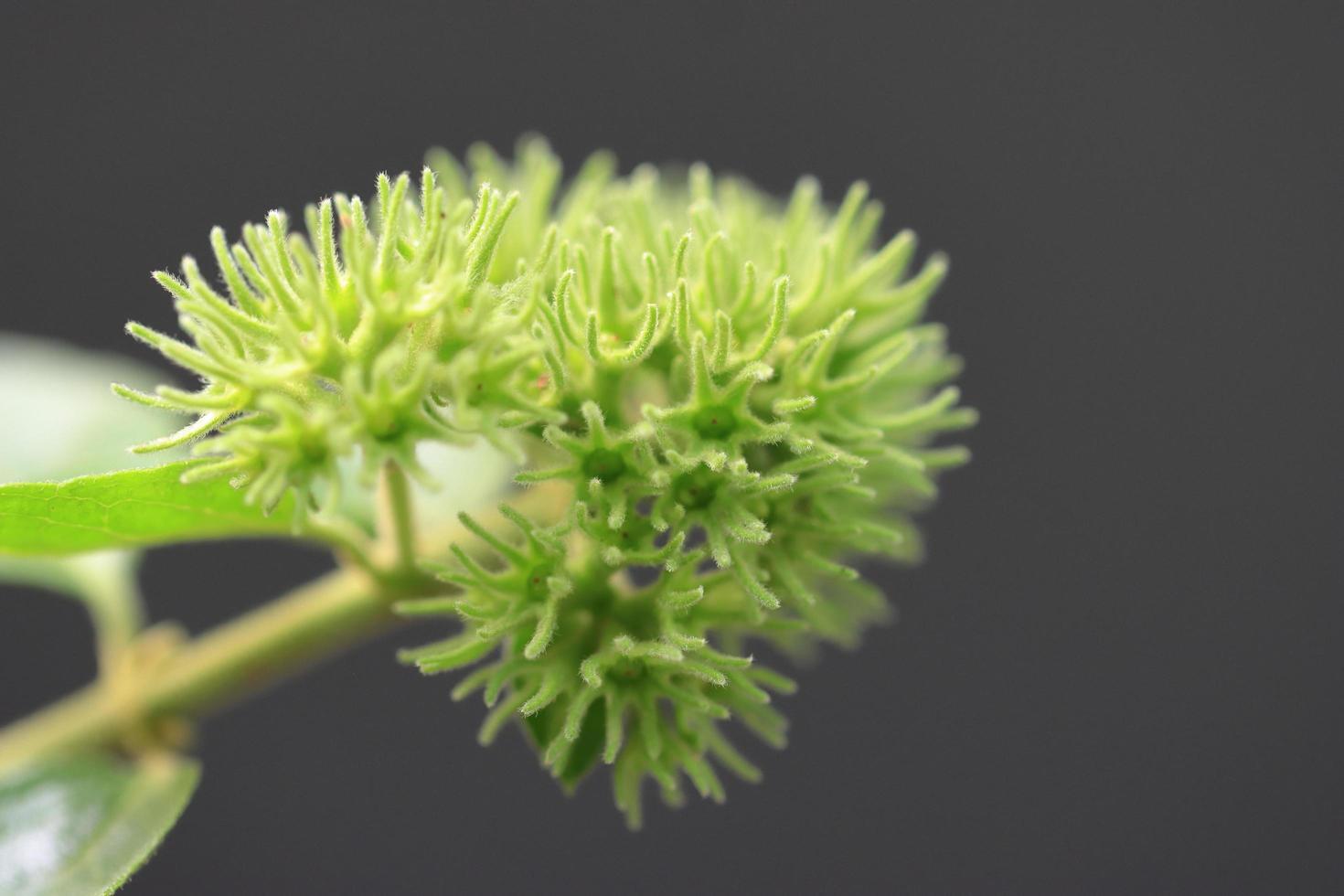 Dark green leaves tree with flower bud in backyard photo