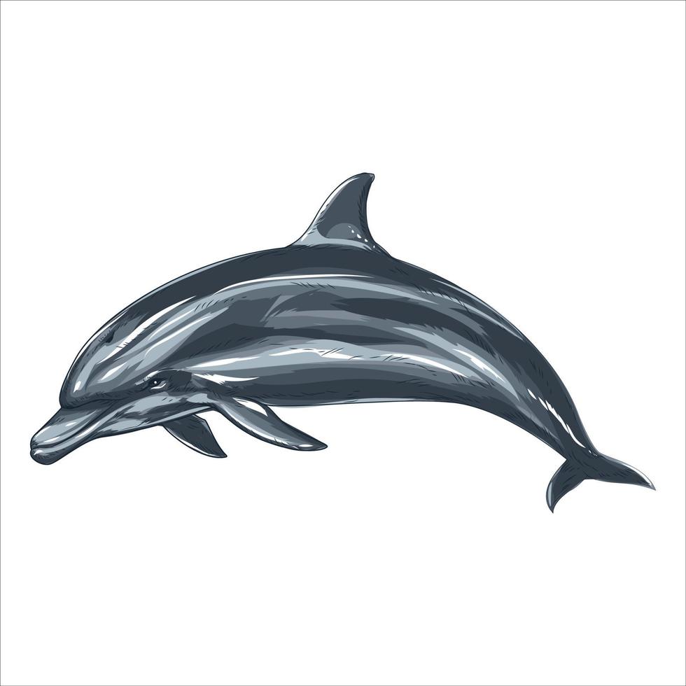 Dolphin drawing, vector sketch. Hand drawn jumping dolphin, black and white isolated illustration.