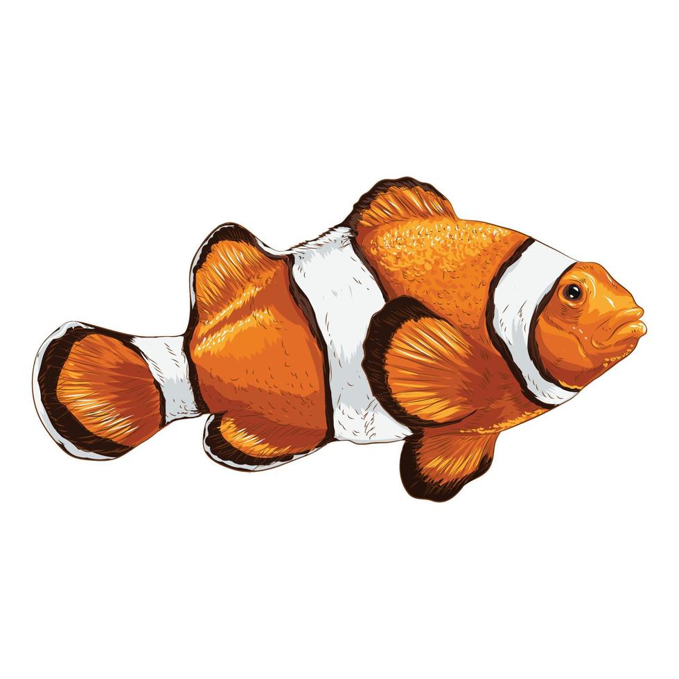 Vector illustration of a clownfish. Drawing on white background