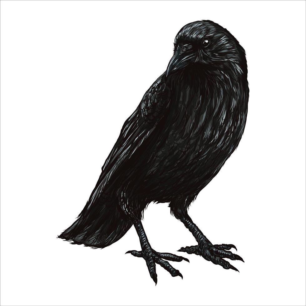 Hand-drawn black crow. Raven, bird sketch, vector illustration